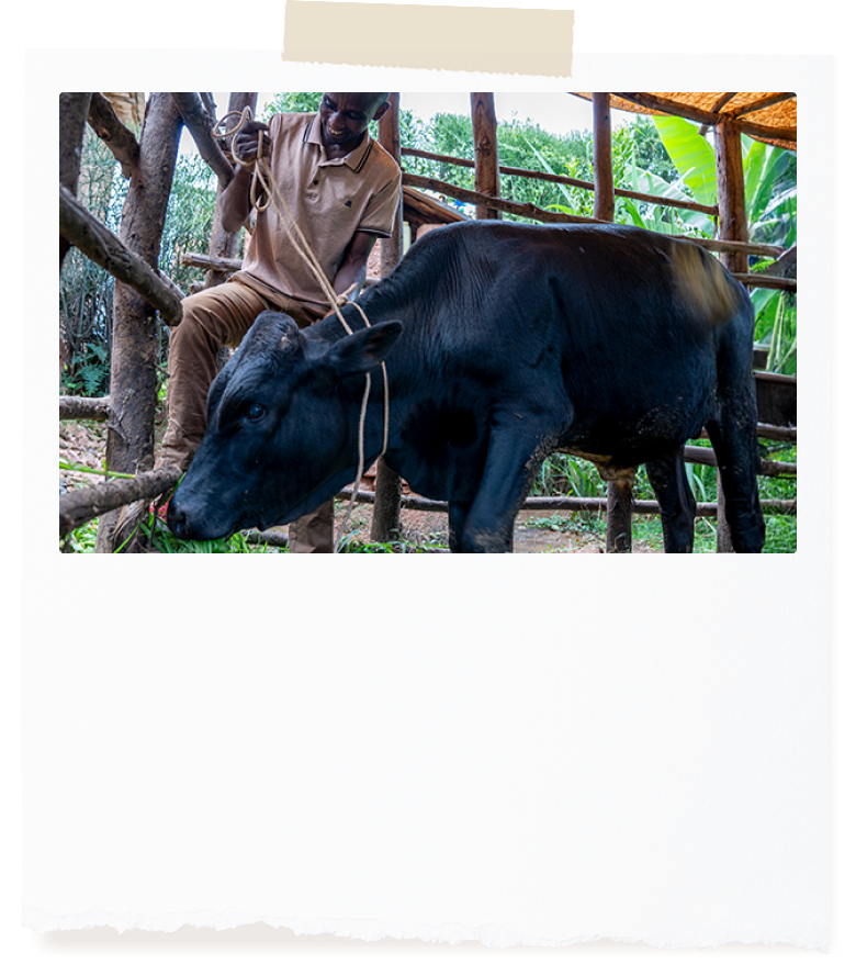 가축을 고정하기 위해 울타리에 끈으로 고정하고 있는 남성의 모습